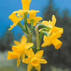 Collection De 30 Mini Narcisses : Jet Fire, Rip Van Winkle, Tête à Tête -Fournitures De Jardin Soldes 2024 103793 4