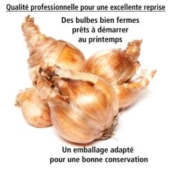 Collection De 30 Mini Narcisses : Jet Fire, Rip Van Winkle, Tête à Tête -Fournitures De Jardin Soldes 2024 103793 5