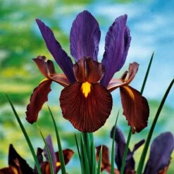 40 Iris De Hollande Colorés En Mélange -Fournitures De Jardin Soldes 2024 103794 2