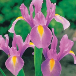 40 Iris De Hollande Colorés En Mélange -Fournitures De Jardin Soldes 2024 103794 3