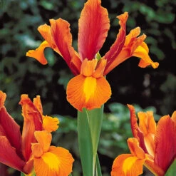 40 Iris De Hollande Colorés En Mélange -Fournitures De Jardin Soldes 2024 103794 5