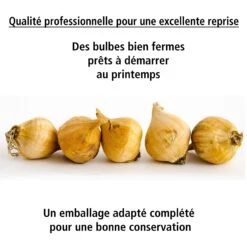 40 Iris De Hollande Colorés En Mélange -Fournitures De Jardin Soldes 2024 103794 6