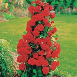 Collection De 4 Rosiers Arbustes : Shalom, Korbin, Westerland, Handel 9 Collection De 4 Rosiers Arbustes : Shalom, Korbin, Westerland, Handel -Fournitures De Jardin Soldes 2024 103797 2