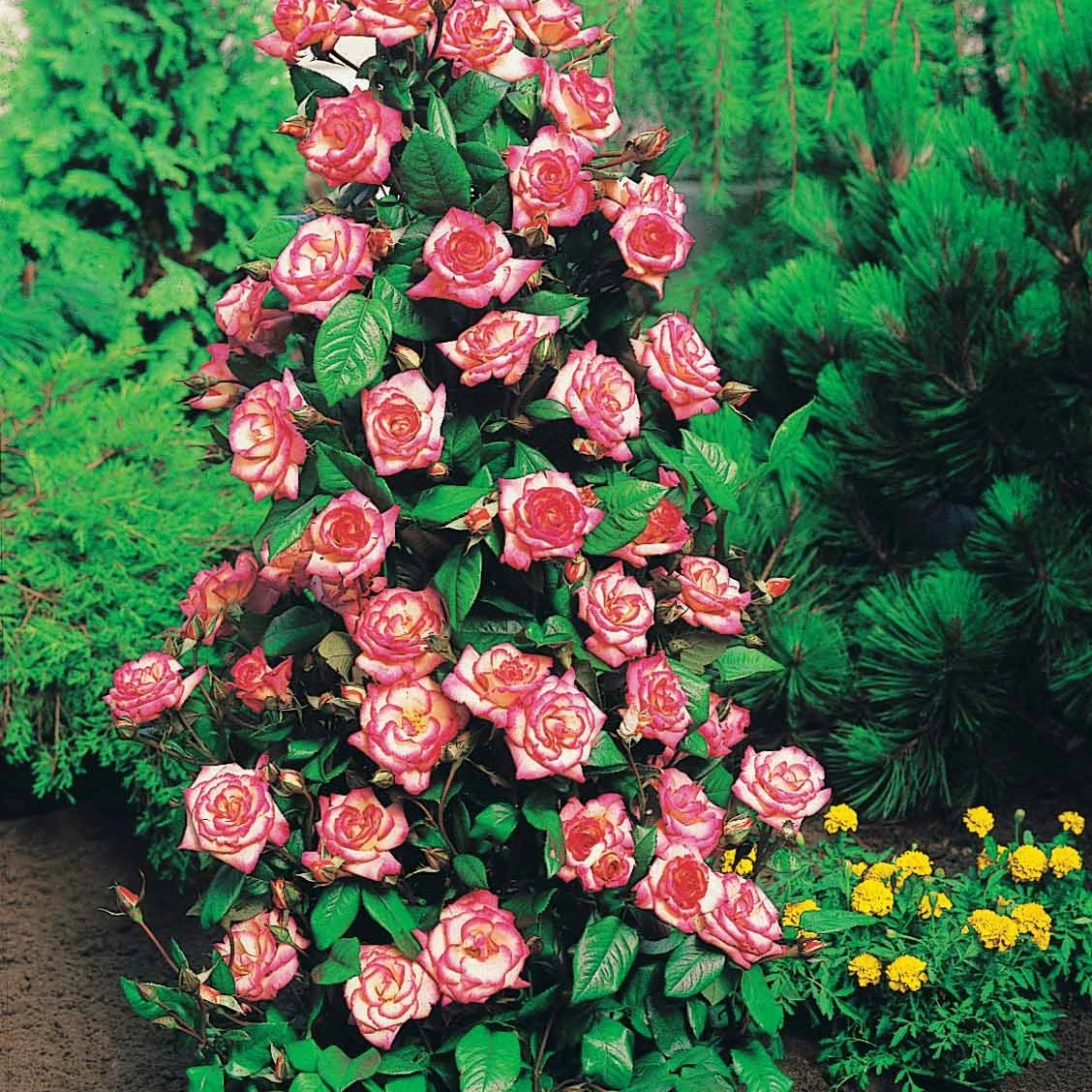 Collection De 4 Rosiers Arbustes : Shalom, Korbin, Westerland, Handel 2 Collection De 4 Rosiers Arbustes : Shalom, Korbin, Westerland, Handel – Image 2