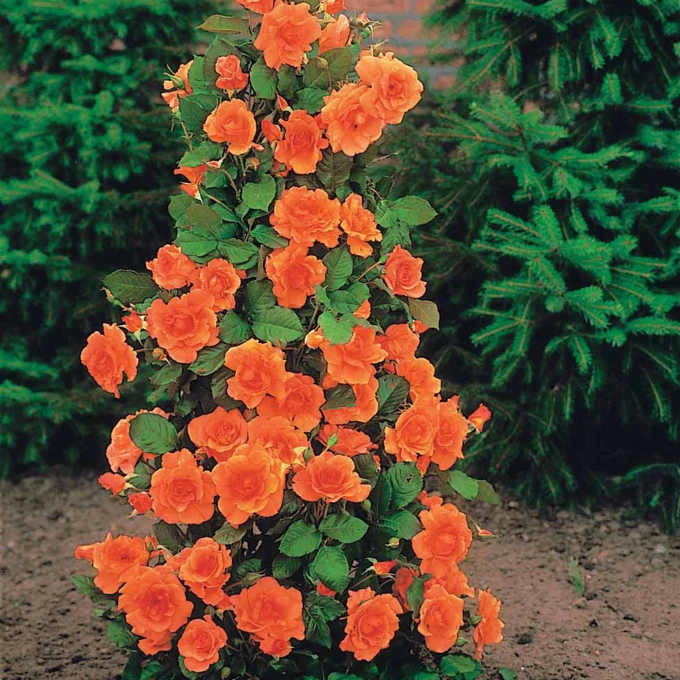 Collection De 4 Rosiers Arbustes : Shalom, Korbin, Westerland, Handel 3 Collection De 4 Rosiers Arbustes : Shalom, Korbin, Westerland, Handel – Image 3