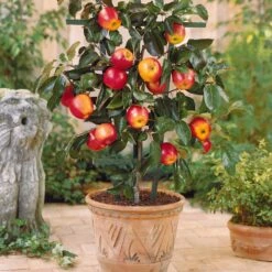 Collection De 4 Mini-fruitiers D'été 8 Collection De 4 Mini-fruitiers D'été -Fournitures De Jardin Soldes 2024 103807 2