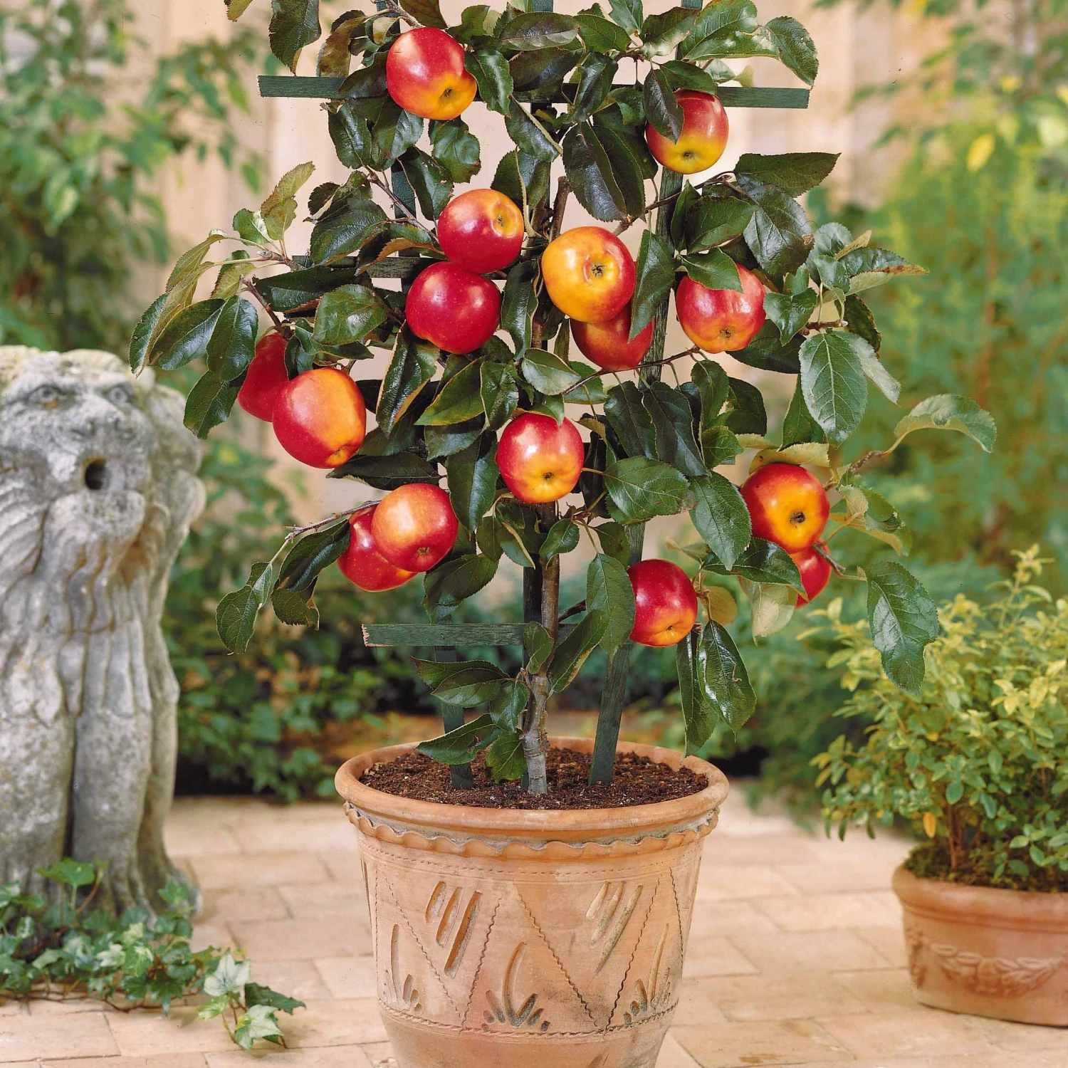 Collection De 4 Mini-fruitiers D'été 3 Collection De 4 Mini-fruitiers D'été – Image 3