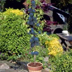 Collection De 4 Mini-fruitiers D'été 10 Collection De 4 Mini-fruitiers D'été -Fournitures De Jardin Soldes 2024 103807 3