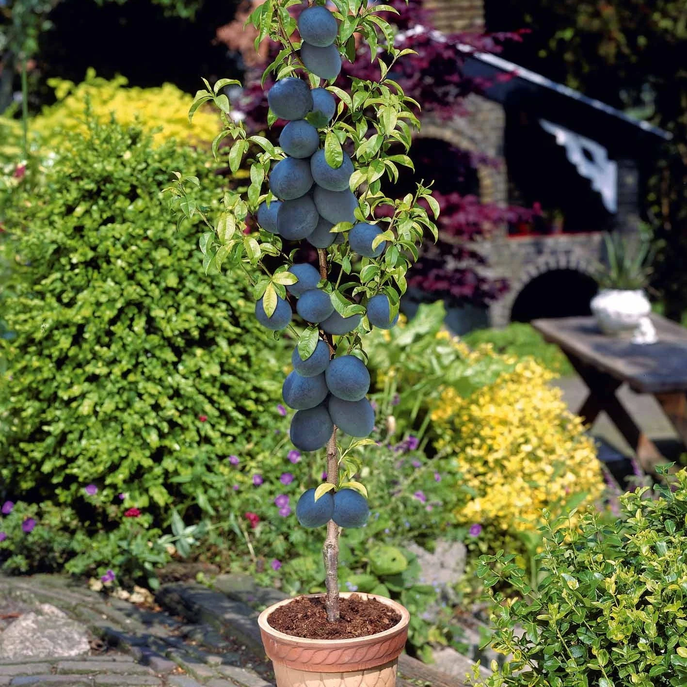 Collection De 4 Mini-fruitiers D'été 5 Collection De 4 Mini-fruitiers D'été – Image 5