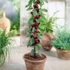 Collection De 4 Mini-fruitiers D'été 9 Collection De 4 Mini-fruitiers D'été -Fournitures De Jardin Soldes 2024 103807 4