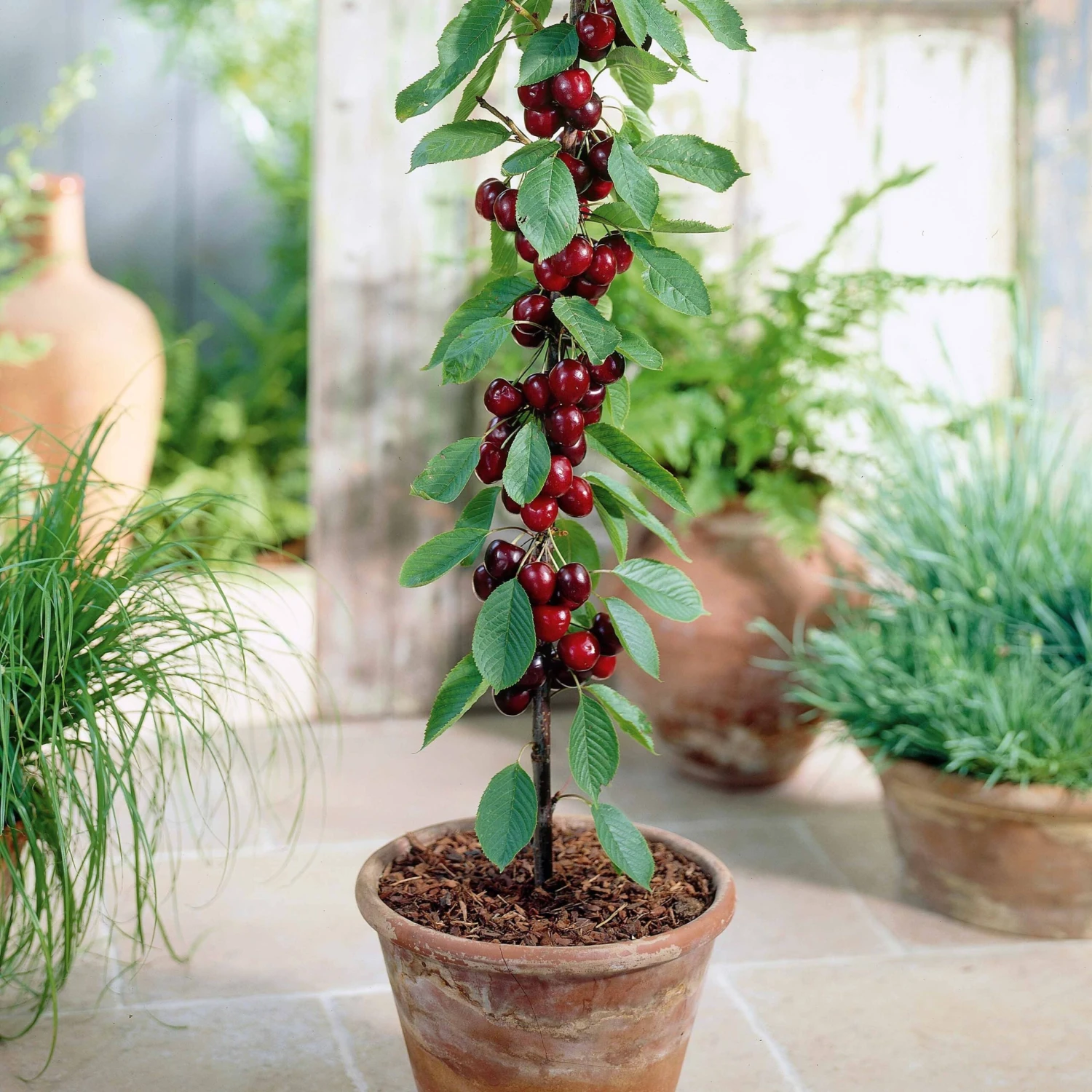 Collection De 4 Mini-fruitiers D'été 4 Collection De 4 Mini-fruitiers D'été – Image 4