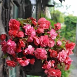 9 Bégonias Parfumées En Mélange -Fournitures De Jardin Soldes 2024 103808 2