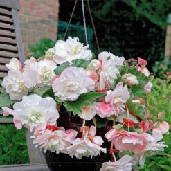 9 Bégonias Parfumées En Mélange -Fournitures De Jardin Soldes 2024 103808 3