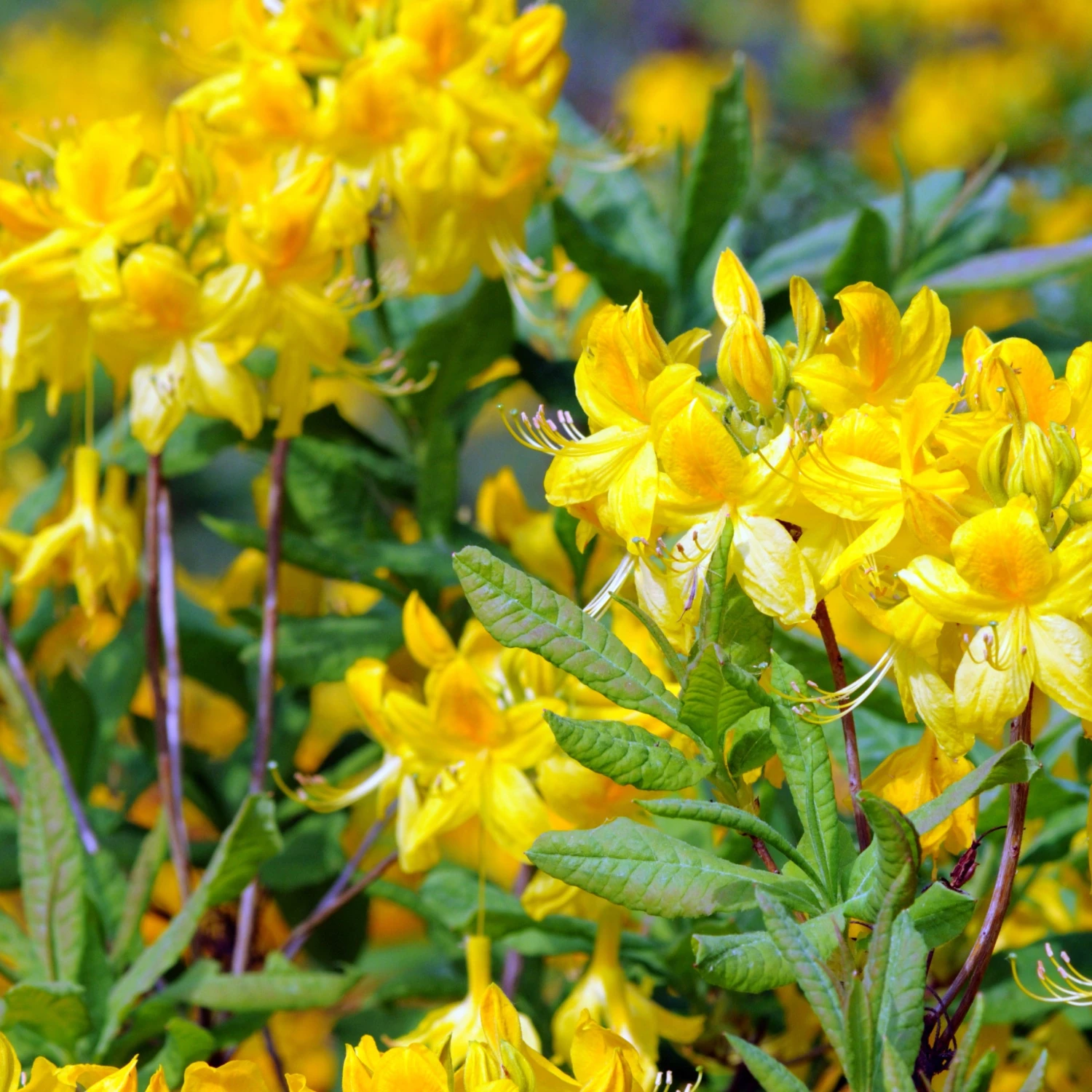 Collection De 3 Azalées De Chine : Orangé, Jaune, Blanche 2 Collection De 3 Azalées De Chine : Orangé, Jaune, Blanche – Image 2