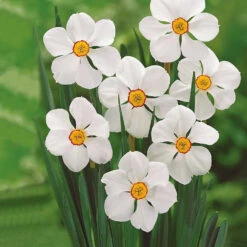 Collection De 30 Narcisses Fortune Et Rijnveld Early Sensation -Fournitures De Jardin Soldes 2024 103815 1