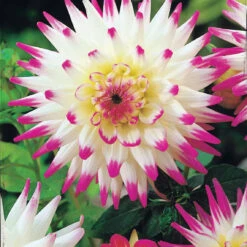 8 Dahlias Cactus En Mélange -Fournitures De Jardin Soldes 2024 103825 1