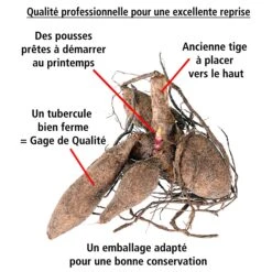 8 Dahlias Cactus En Mélange -Fournitures De Jardin Soldes 2024 103825 3