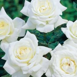 Collection De 3 Rosiers Buissons : Black Baccara, Candy Stripe, Helga -Fournitures De Jardin Soldes 2024 103832 2