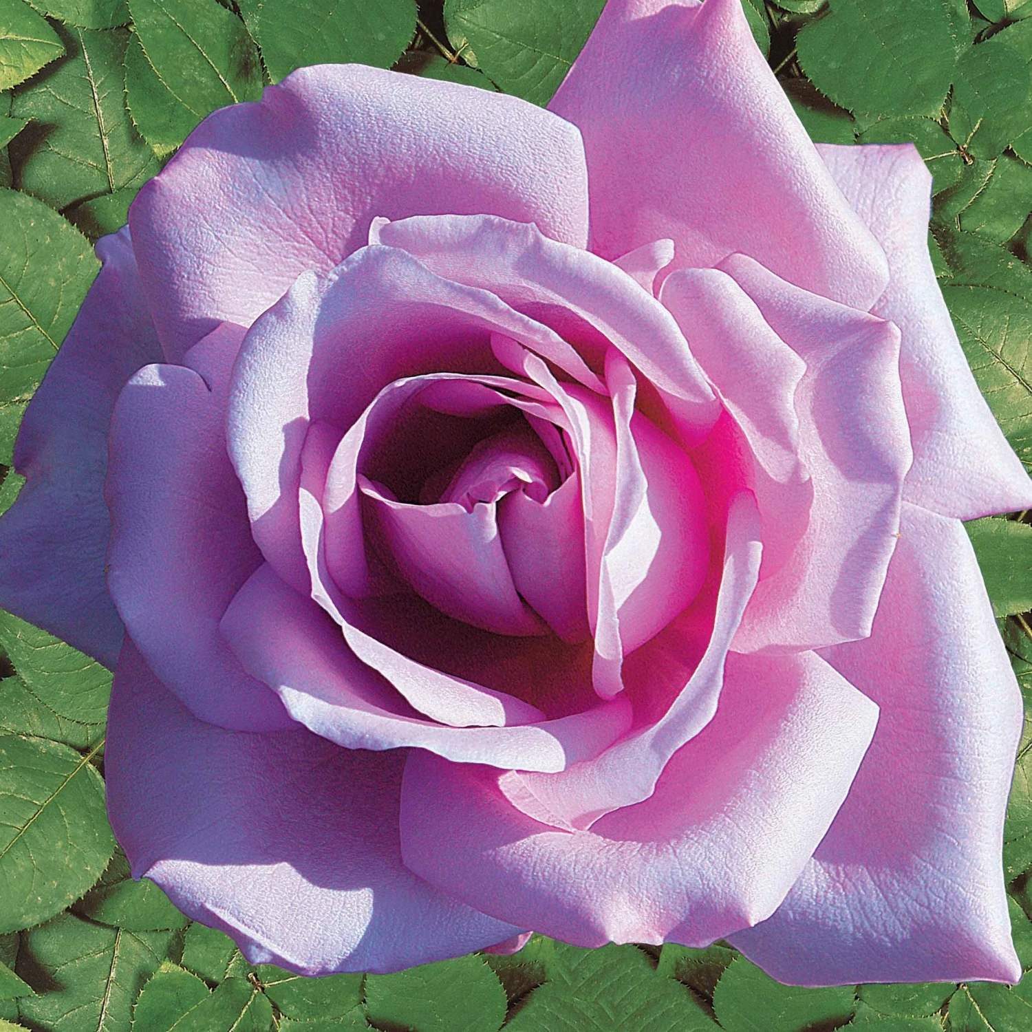 Collection De 4 Rosiers : Whisky, Malaga, Lune Bleue, Magie Parfum 2 Collection De 4 Rosiers : Whisky, Malaga, Lune Bleue, Magie Parfum – Image 2