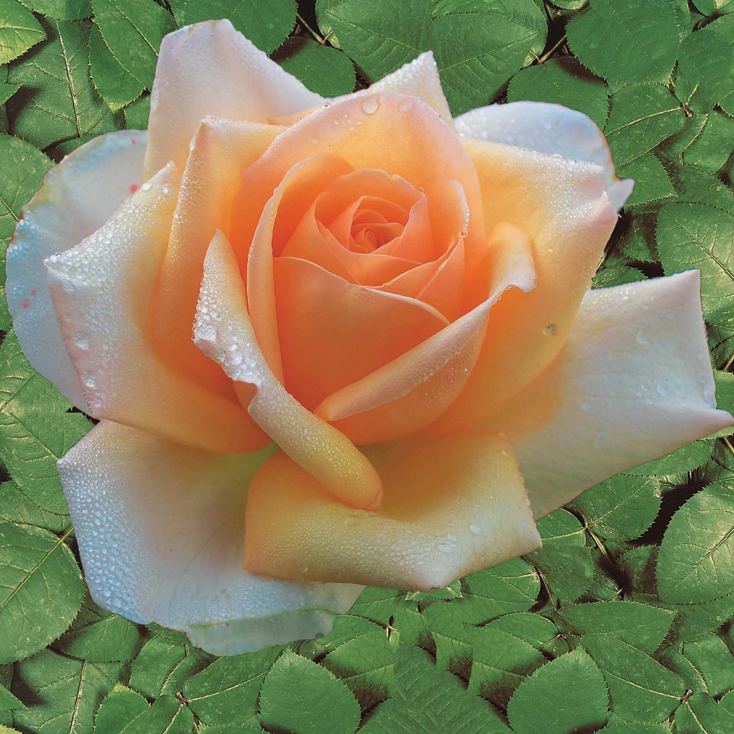 Collection De 4 Rosiers : Whisky, Malaga, Lune Bleue, Magie Parfum 3 Collection De 4 Rosiers : Whisky, Malaga, Lune Bleue, Magie Parfum – Image 3