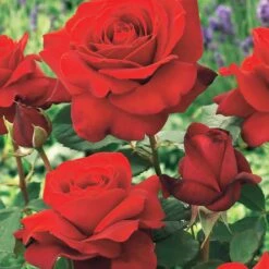 Collection De 4 Rosiers : Whisky, Malaga, Lune Bleue, Magie Parfum 11 Collection De 4 Rosiers : Whisky, Malaga, Lune Bleue, Magie Parfum -Fournitures De Jardin Soldes 2024 103833 3