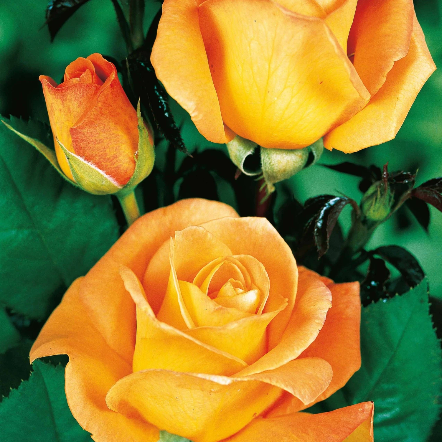 Collection De 4 Rosiers : Whisky, Malaga, Lune Bleue, Magie Parfum 5 Collection De 4 Rosiers : Whisky, Malaga, Lune Bleue, Magie Parfum – Image 5