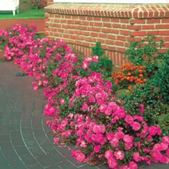 Collection De 6 Rosiers Couvre-sols -Fournitures De Jardin Soldes 2024 103834 3