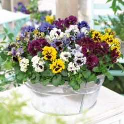 2 Pensées Frisées En Mélange