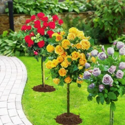 Collection De 3 Rosiers Tiges : Walztime, Sunsilk, Dame De Cœur