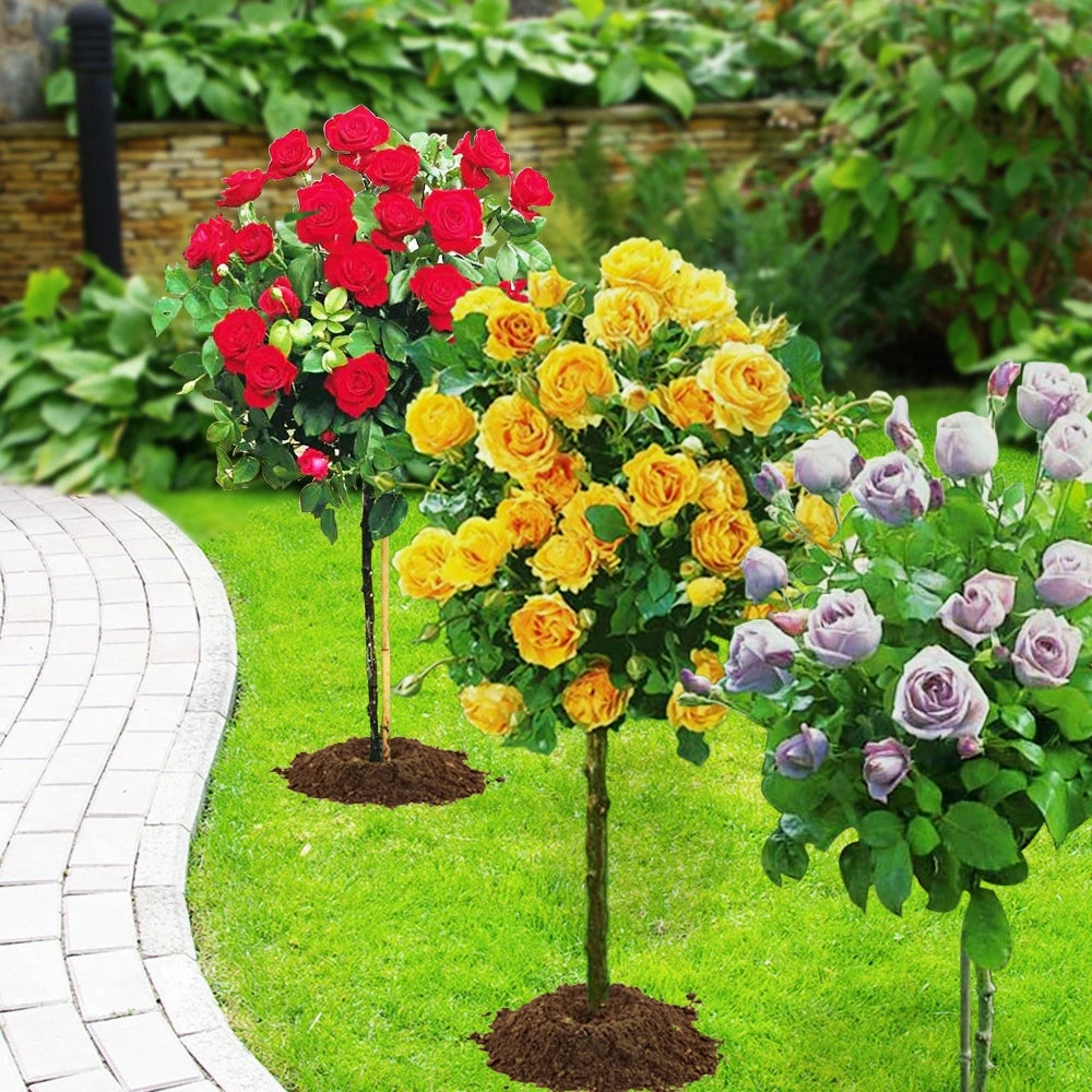 Collection De 3 Rosiers Tiges : Walztime, Sunsilk, Dame De Cœur 1 Collection De 3 Rosiers Tiges : Walztime, Sunsilk, Dame De Cœur