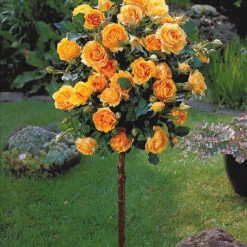 Collection De 3 Rosiers Tiges : Walztime, Sunsilk, Dame De Cœur 8 Collection De 3 Rosiers Tiges : Walztime, Sunsilk, Dame De Cœur -Fournitures De Jardin Soldes 2024 103844 2