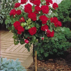 Collection De 3 Rosiers Tiges : Walztime, Sunsilk, Dame De Cœur 10 Collection De 3 Rosiers Tiges : Walztime, Sunsilk, Dame De Cœur -Fournitures De Jardin Soldes 2024 103844 3