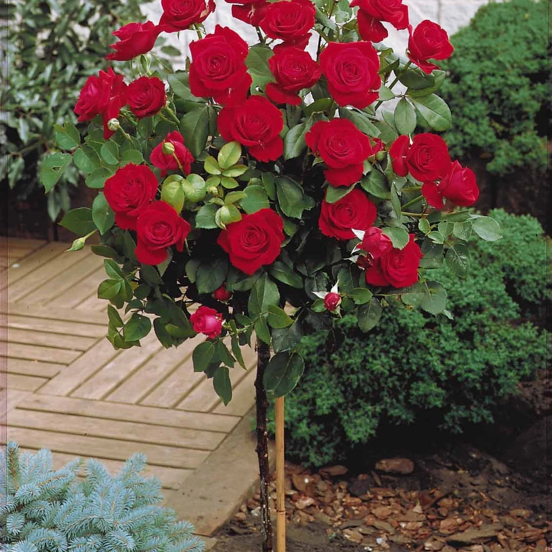 Collection De 3 Rosiers Tiges : Walztime, Sunsilk, Dame De Cœur 5 Collection De 3 Rosiers Tiges : Walztime, Sunsilk, Dame De Cœur – Image 5