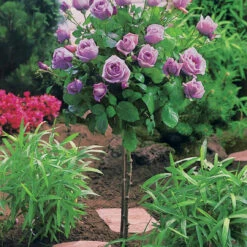 Collection De 3 Rosiers Tiges : Walztime, Sunsilk, Dame De Cœur 9 Collection De 3 Rosiers Tiges : Walztime, Sunsilk, Dame De Cœur -Fournitures De Jardin Soldes 2024 103844 4