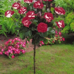 Collection De 3 Rosiers Tiges : Ramona, Korbin, Osiria -Fournitures De Jardin Soldes 2024 103845 3