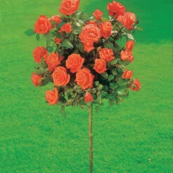 Collection De 3 Rosiers Tiges : Ramona, Korbin, Osiria -Fournitures De Jardin Soldes 2024 103845 5