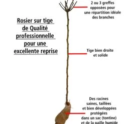 Collection De 3 Rosiers Tiges : Ramona, Korbin, Osiria -Fournitures De Jardin Soldes 2024 103845 6