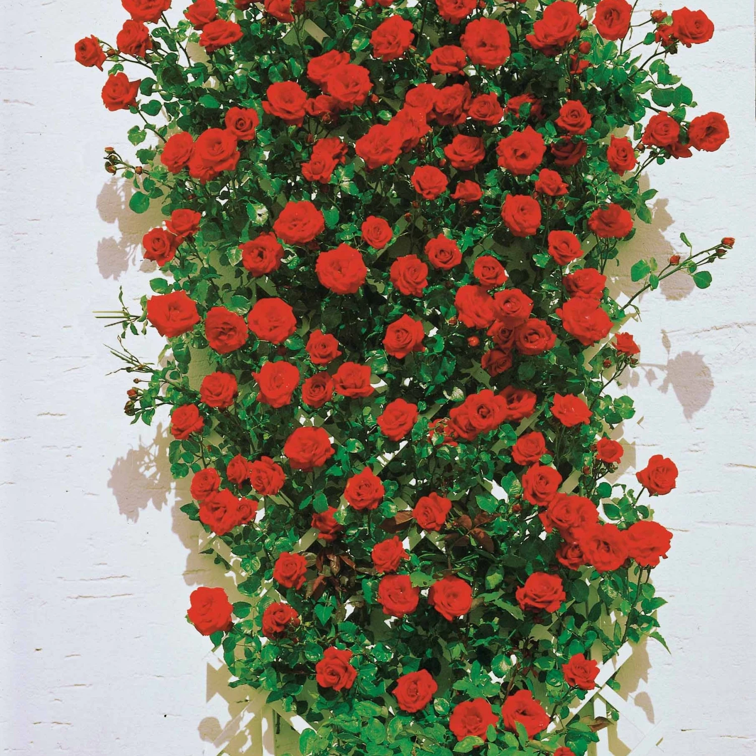 Collection De 3 Rosiers Grimpants : Ronsard, Golden Gate, Santana 2 Collection De 3 Rosiers Grimpants : Ronsard, Golden Gate, Santana – Image 2