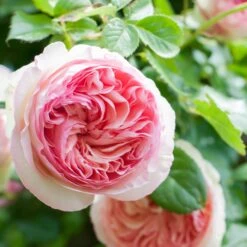 Collection De 3 Rosiers Grimpants : Ronsard, Golden Gate, Santana 12 Collection De 3 Rosiers Grimpants : Ronsard, Golden Gate, Santana -Fournitures De Jardin Soldes 2024 103846 6