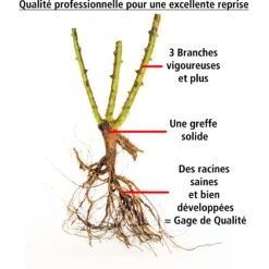 Collection De 3 Rosiers Grimpants : Ronsard, Golden Gate, Santana 13 Collection De 3 Rosiers Grimpants : Ronsard, Golden Gate, Santana -Fournitures De Jardin Soldes 2024 103846 7 1706544313504