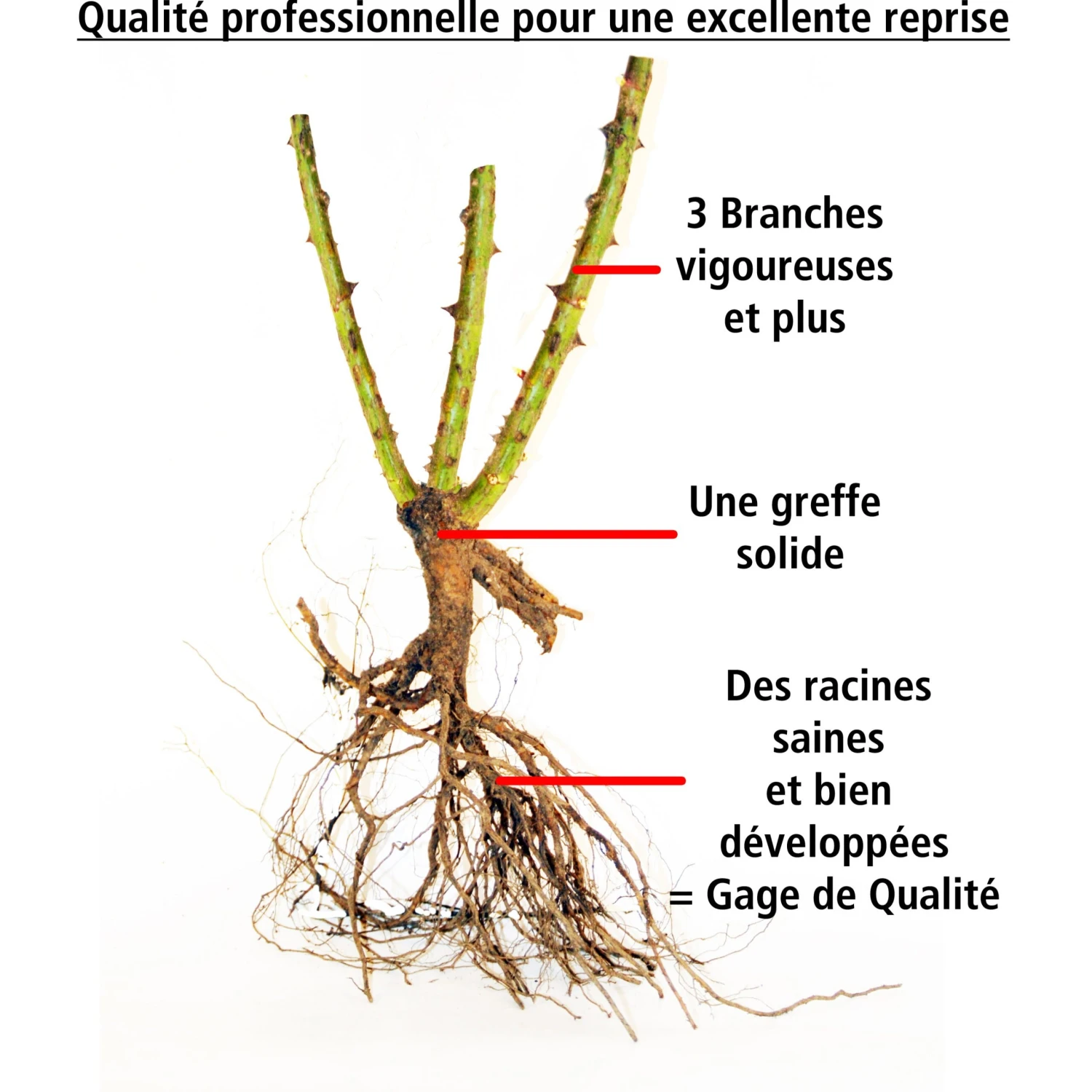 Collection De 3 Rosiers Grimpants : Ronsard, Golden Gate, Santana 7 Collection De 3 Rosiers Grimpants : Ronsard, Golden Gate, Santana – Image 7