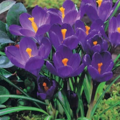 60 Crocus Blanc Violet, Jaune, Blanc, Violet En Mélange -Fournitures De Jardin Soldes 2024 103847 2