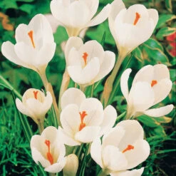 60 Crocus Blanc Violet, Jaune, Blanc, Violet En Mélange -Fournitures De Jardin Soldes 2024 103847 3