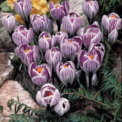 60 Crocus Blanc Violet, Jaune, Blanc, Violet En Mélange -Fournitures De Jardin Soldes 2024 103847 4