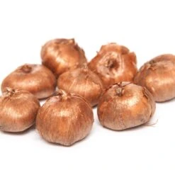 60 Crocus Blanc Violet, Jaune, Blanc, Violet En Mélange -Fournitures De Jardin Soldes 2024 103847 5