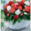 9 Bégonias Fimbriata En Mélange