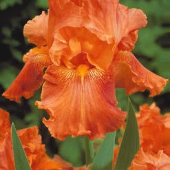 6 Iris De Jardin Noire, Orange, Rosé En Mélange -Fournitures De Jardin Soldes 2024 103856 3