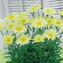 Collection De 6 Marguerites Colorées -Fournitures De Jardin Soldes 2024 103887 3 1706783869377