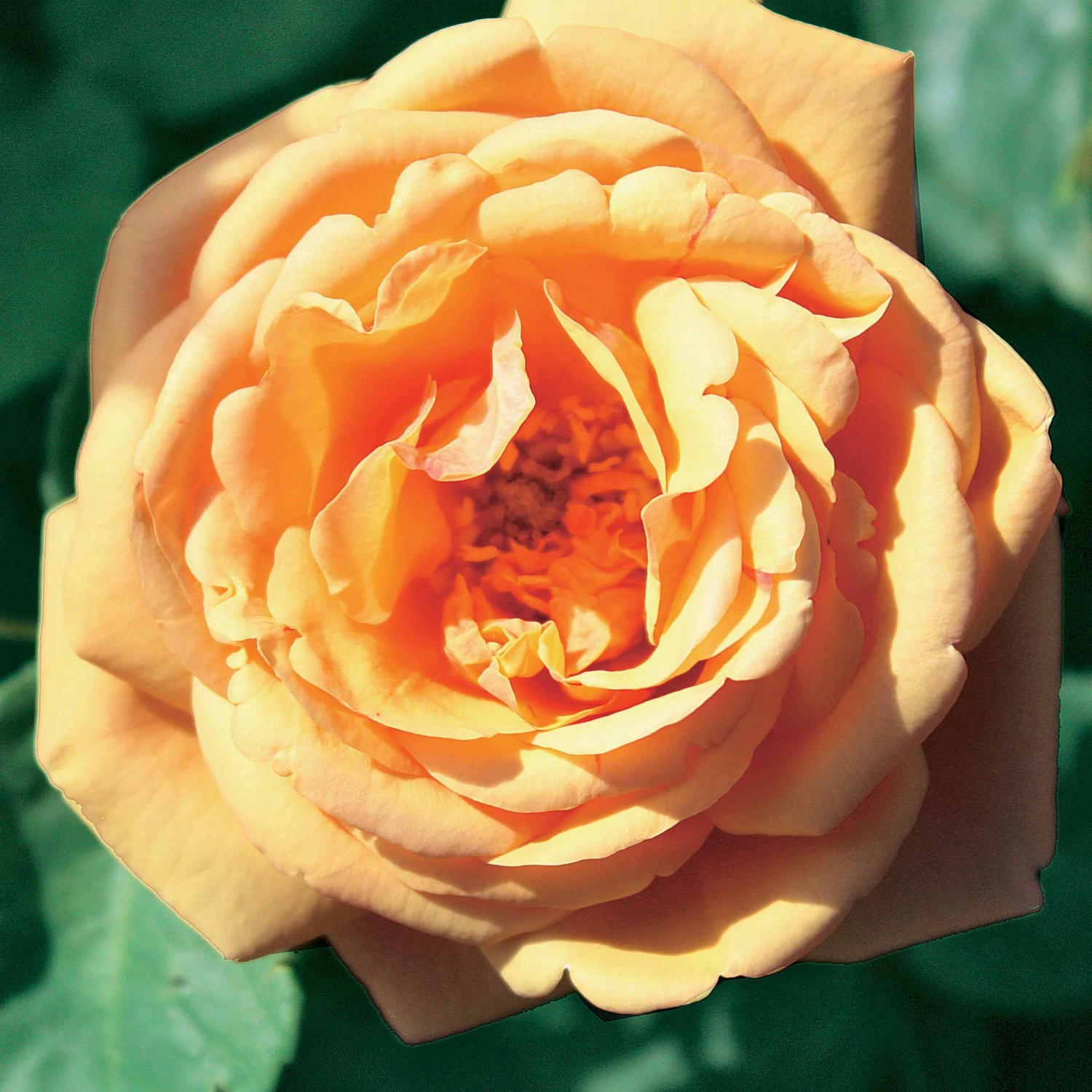 Collection De 3 Rosiers Anglais : Fish Ausgreen, Charlie, Her's Ausgreen 2 Collection De 3 Rosiers Anglais : Fish Ausgreen, Charlie, Her's Ausgreen – Image 2