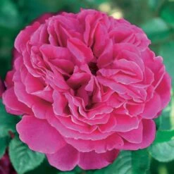 Collection De 3 Rosiers Anglais : Fish Ausgreen, Charlie, Her's Ausgreen 7 Collection De 3 Rosiers Anglais : Fish Ausgreen, Charlie, Her's Ausgreen -Fournitures De Jardin Soldes 2024 103893 2